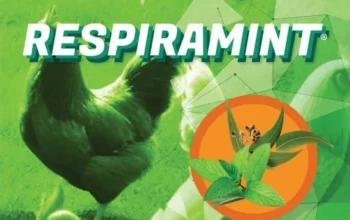 Eucalyptus Liquid: Solusi Alami untuk Kesehatan Pernapasan Unggas