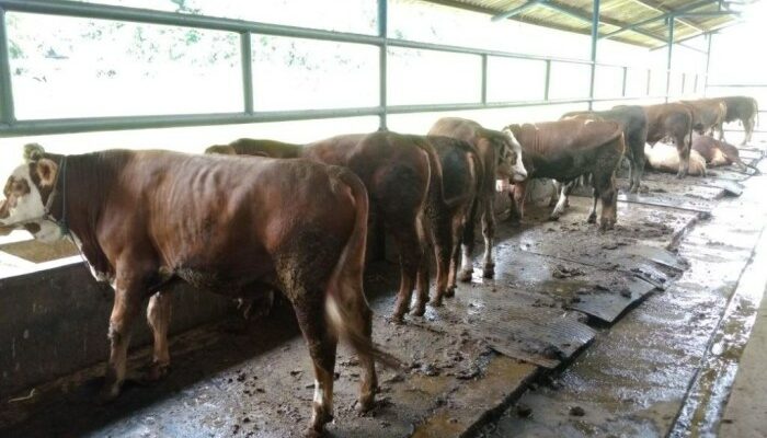 Teknik Seleksi Bibit Sapi Unggul