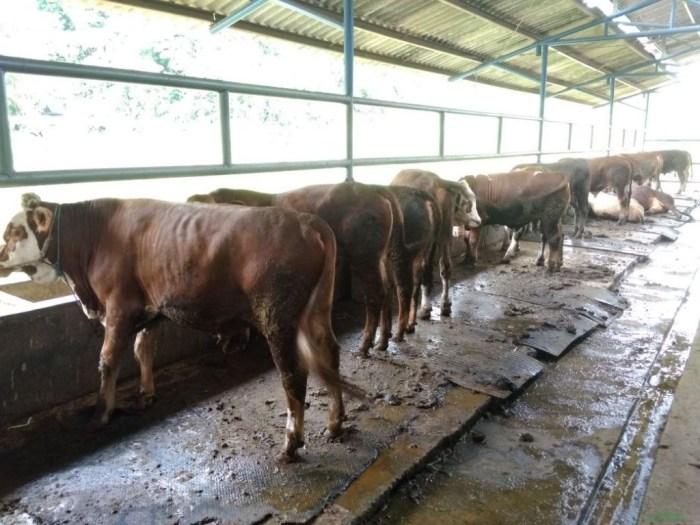 Teknik seleksi bibit sapi unggul