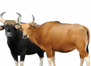 Pakan Fermentasi Untuk Sapi