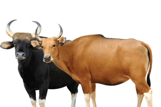 Jenis sapi lokal Indonesia