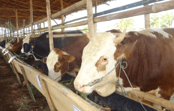 Sapi potong ternak penggemukan Panduan ternak sapi pemula