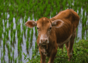 Jenis Sapi Lokal Indonesia