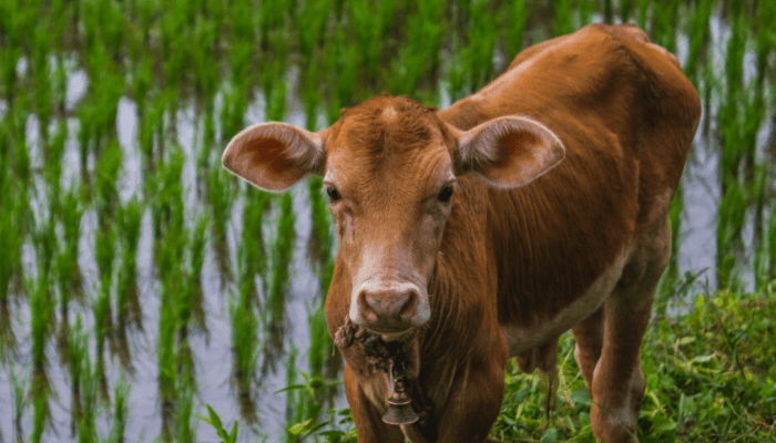 Jenis Sapi Lokal Indonesia