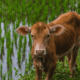 Sapi harga jenis lokal potong estimasi saat dengan penghasil daging peranakan ongole sehingga badan lahirlah bobot ukuran