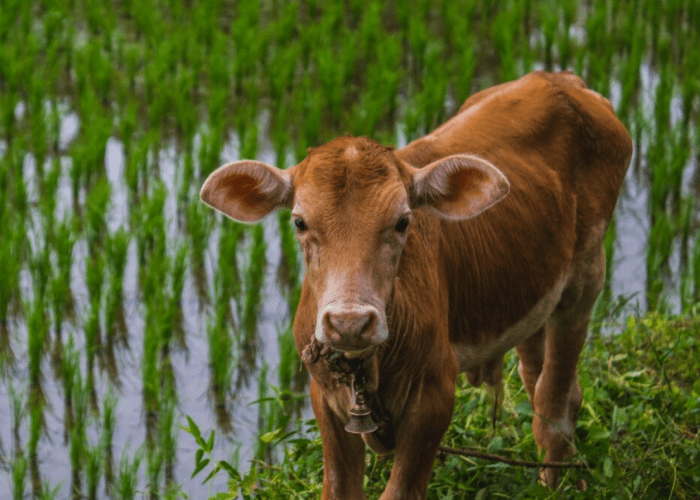Sapi harga jenis lokal potong estimasi saat dengan penghasil daging peranakan ongole sehingga badan lahirlah bobot ukuran