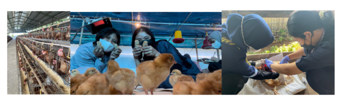 Teknologi monitoring pakan ayam petelur