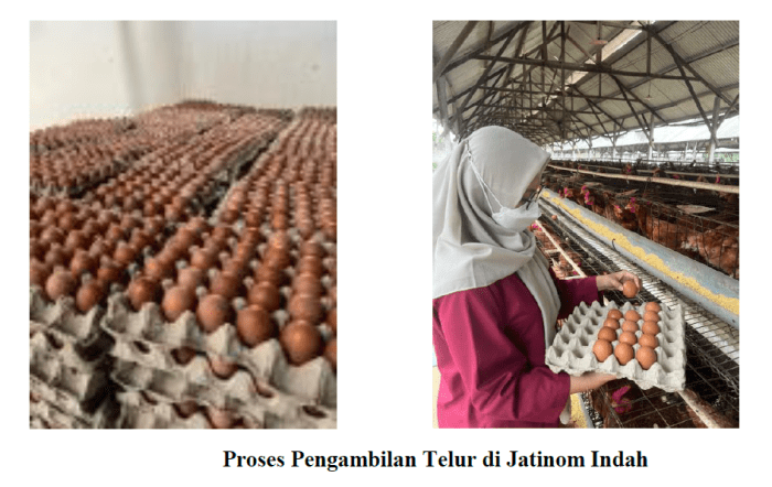 Pengaruh pakan terhadap kualitas telur ayam