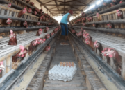 Software Kontrol Pakan Ayam Petelur