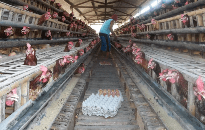 Kesalahan umum dalam manajemen pakan ayam petelur