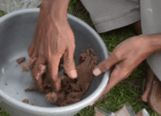Pakan Alami Budidaya Ikan