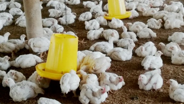 Pakan terbaik ayam broiler
