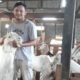 Kisah sukses peternak kambing inspiratif