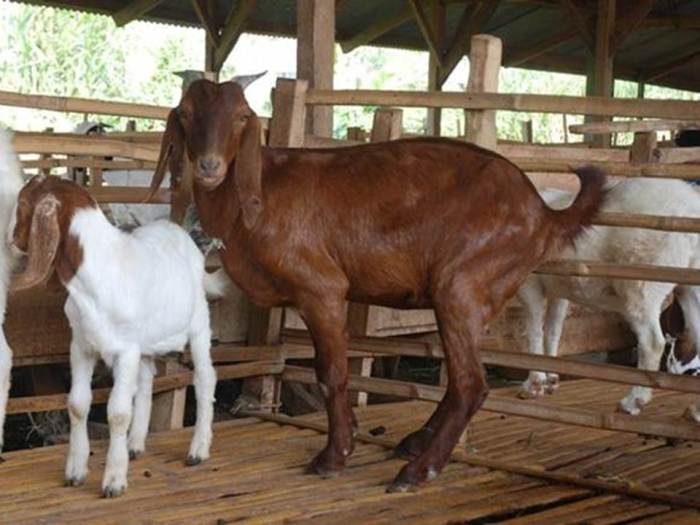 Rahasia panen kambing umur muda