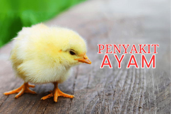 Penyakit umum ayam pedaging