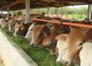 Teknologi Peternakan Sapi Modern