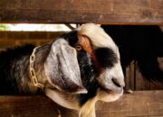 Cara Cepat Sukses Beternak Kambing