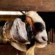 Cara cepat sukses beternak kambing