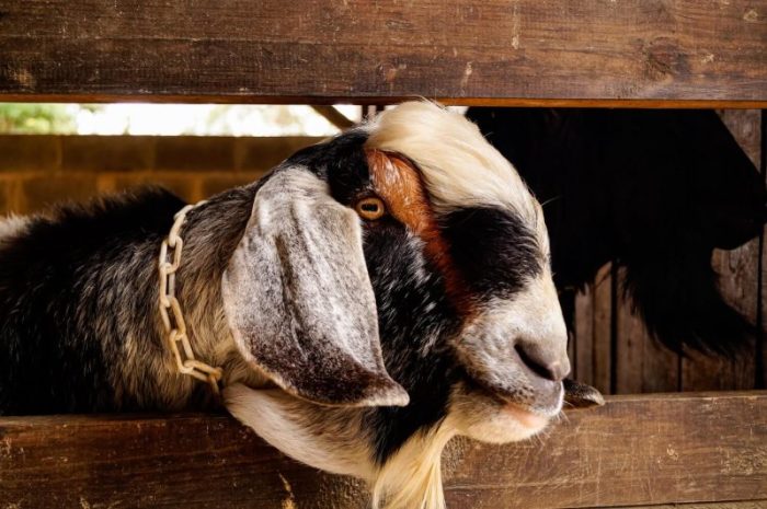 Penyakit Kambing Etawa Dan Penanganannya