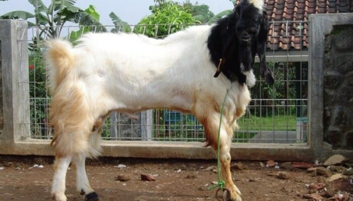 Kambing Etawa Dengan Sistem Intensif