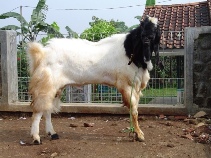 Tips Sukses Ternak Kambing Bagi Pemula