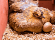 Waktu Pemberian Pakan Ideal Untuk Ayam Petelur