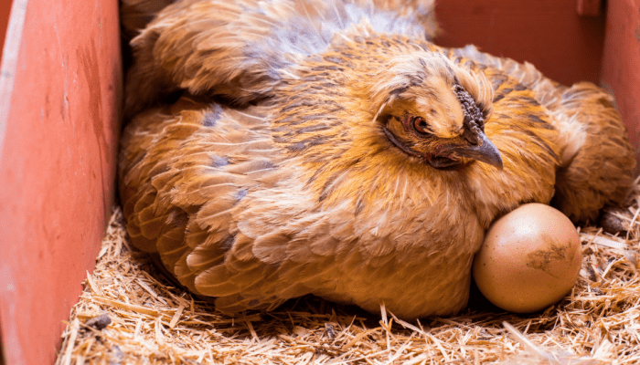 Waktu Pemberian Pakan Ideal Untuk Ayam Petelur