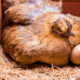 Waktu pemberian pakan ideal untuk ayam petelur