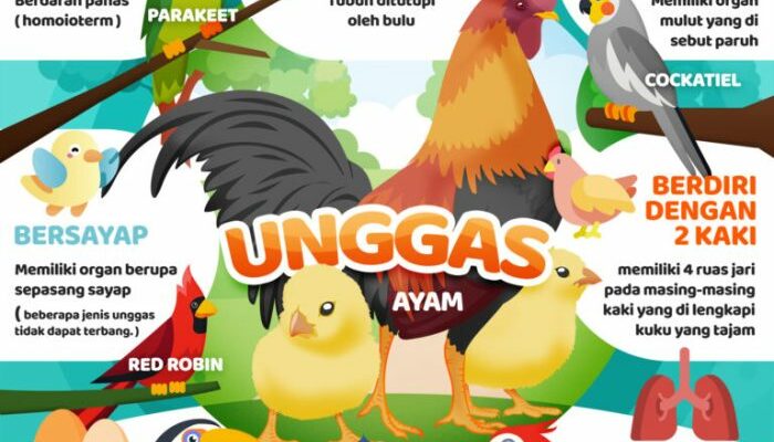 Ciri-Ciri Unggas Sakit Yang Harus Diwaspadai