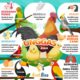 Hewan ovipar unggas contoh macam pengertian kalkun lengkap dengan antara spesies ayam