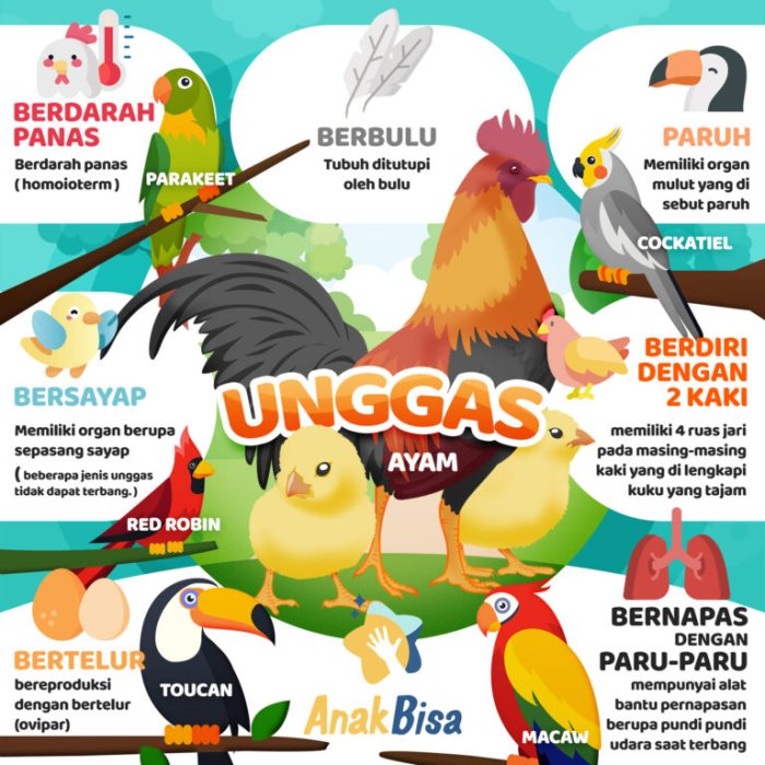 Hewan ovipar unggas contoh macam pengertian kalkun lengkap dengan antara spesies ayam Hewan ovipar unggas contoh macam pengertian kalkun lengkap dengan antara spesies ayam