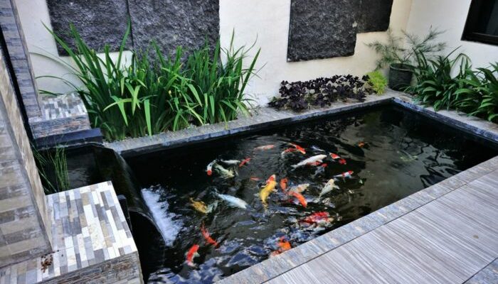 Cara Membuat Kolam Ikan Hias Sederhana