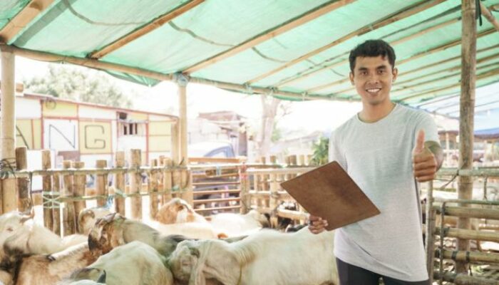 Pelatihan Ternak Kambing Sukses Dan Modern