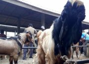 Cara Ternak Kambing Etawa Di Lahan Sempit