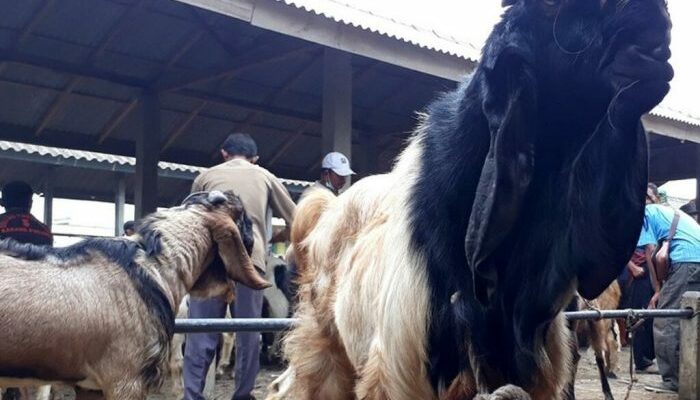 Kambing Etawa Untuk Pedaging dan Perah