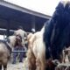Cara ternak kambing etawa di lahan sempit