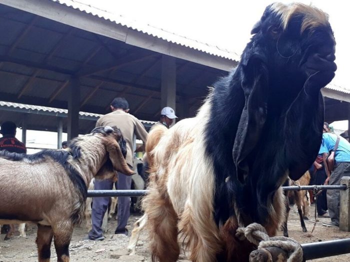 Cara ternak kambing etawa di lahan sempit