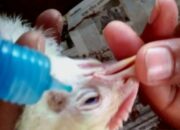 Jadwal Vaksinasi Ayam Broiler