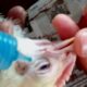 Jadwal vaksinasi ayam broiler