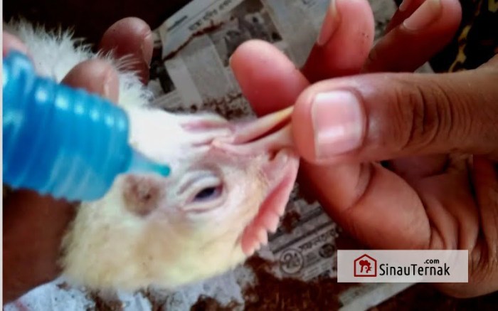 Ayam vaksin broiler vaksinasi jadwal daftar isi Jadwal vaksinasi ayam broiler