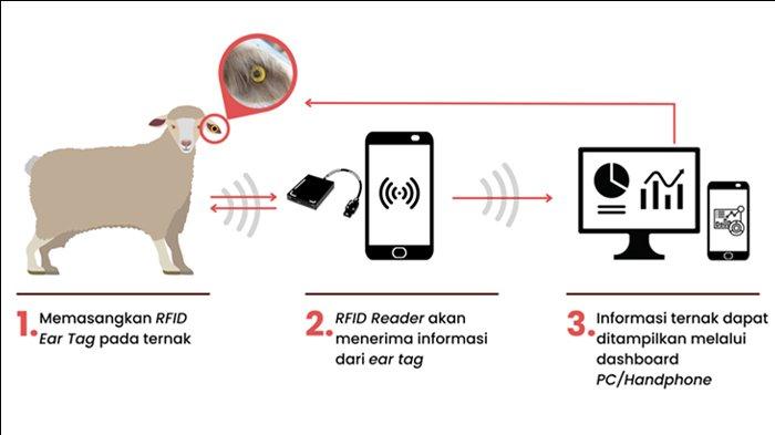 Aplikasi IoT dalam monitoring kesehatan ternak