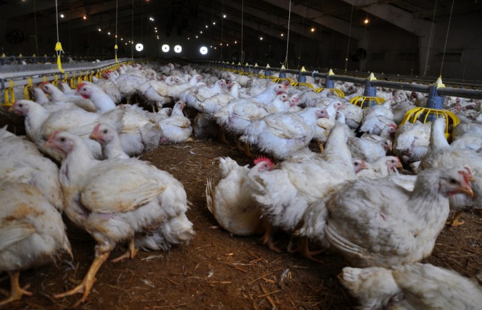 Vaksin ayam broiler lengkap
