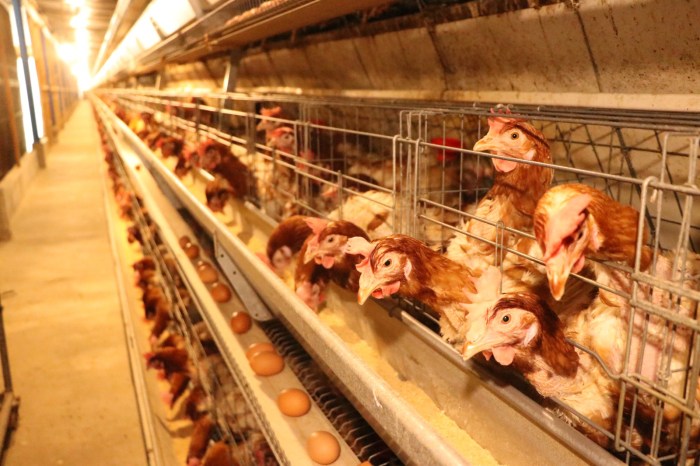 Perbandingan ayam broiler dan kampung