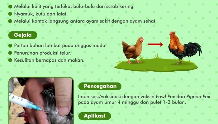 Penyakit Akibat Kekurangan Vitamin Pada Unggas