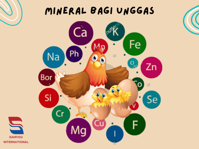 Cara mencegah defisiensi vitamin pada unggas