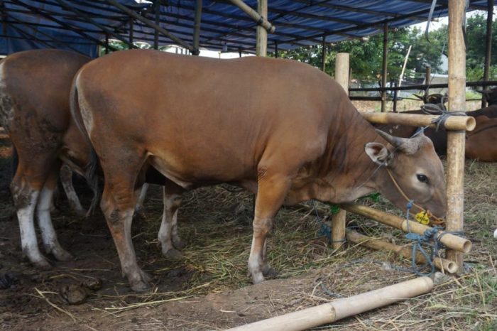 Pakan Fermentasi Untuk Sapi