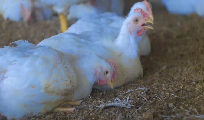 Ayam broiler tahan penyakit