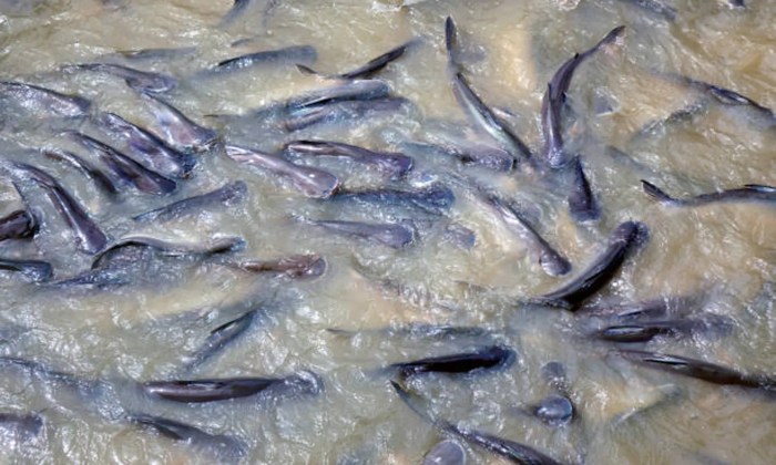 Budidaya ikan cepat panen dan untung