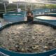 Bandeng ikan budidaya organik sukses cara