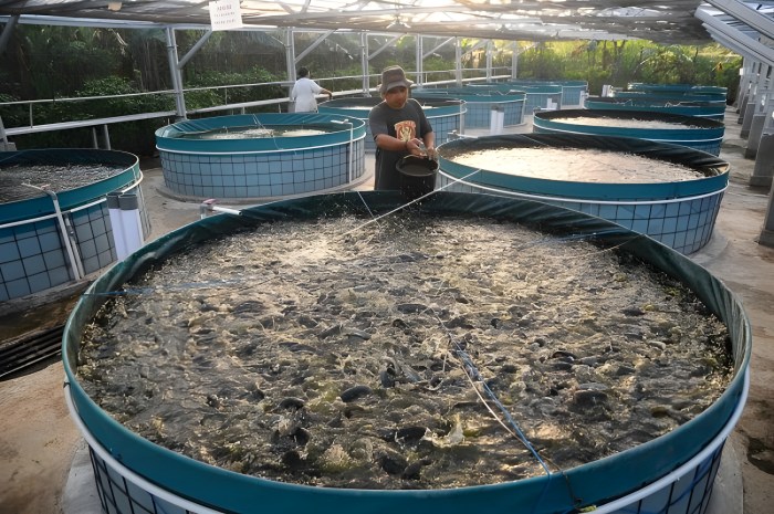 Bandeng ikan budidaya organik sukses cara Bandeng ikan budidaya organik sukses cara